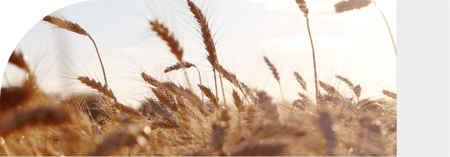 Champs de blé CERES Agro-industrie de CERES Groupe